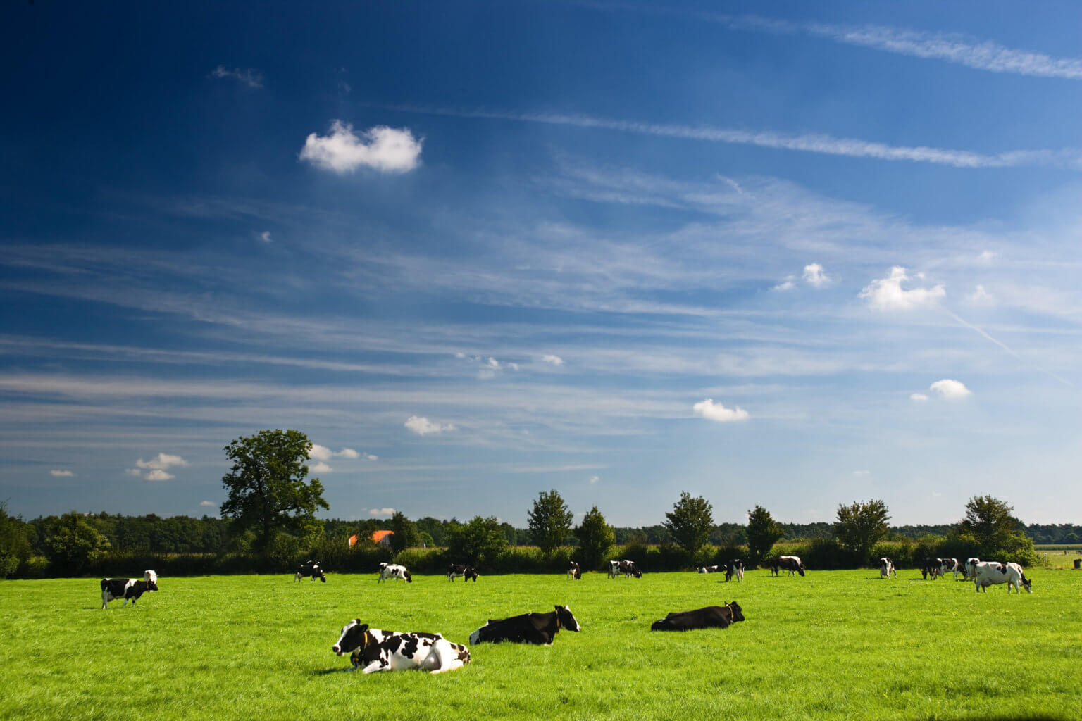 Why the World Should Admire the Netherlands' Approach to Agriculture