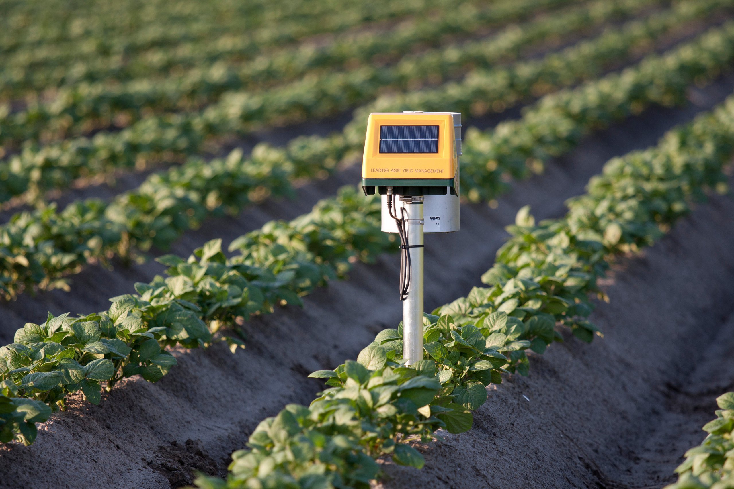 soil sensor in potato crop