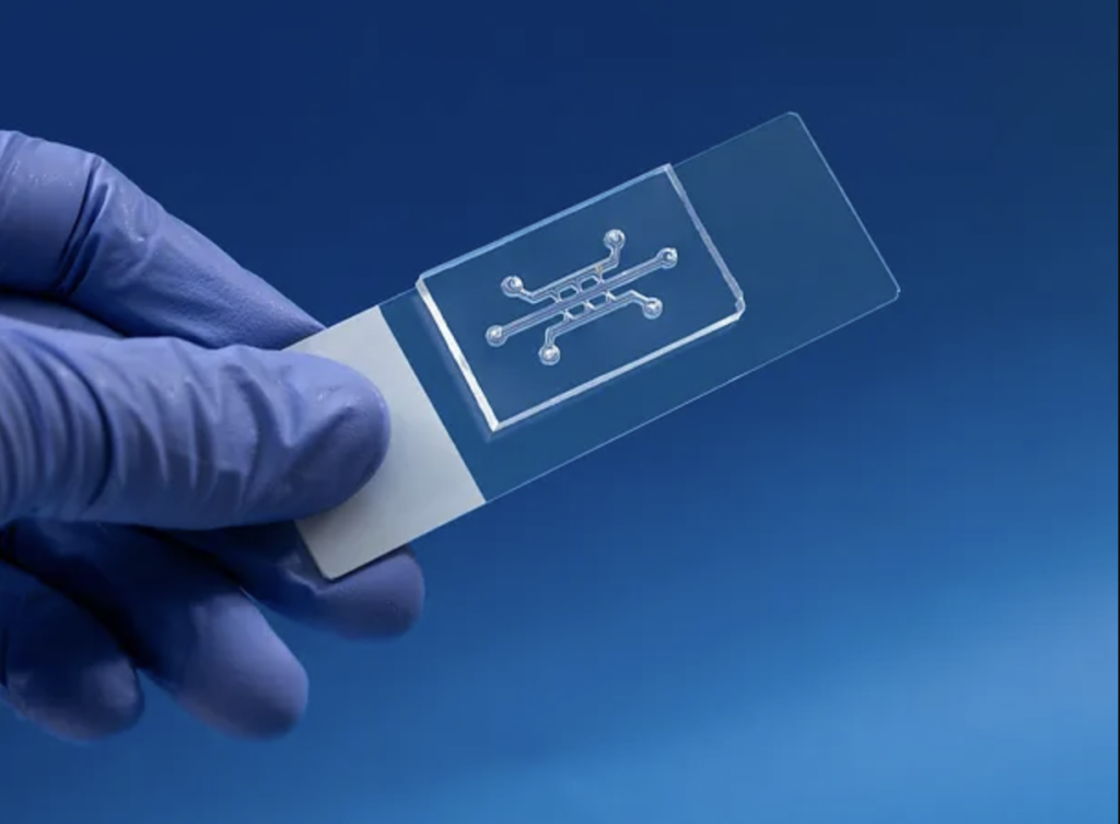 Person holding organ on a chip product