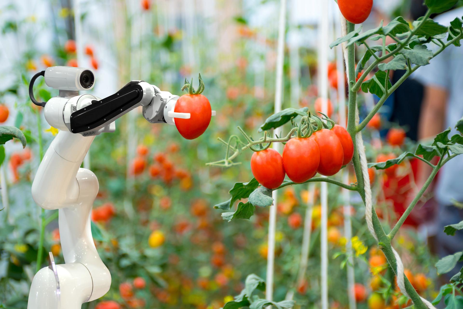 A small white robot with black arms plucks a red tomato off a green vine. In the background are more tomatoes on the vine—Invest In Holland. 